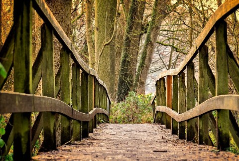Holzsteg im Wald aus der Froschperspektive